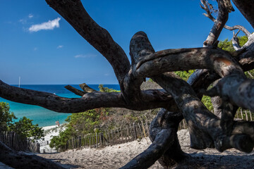 tree on the beach