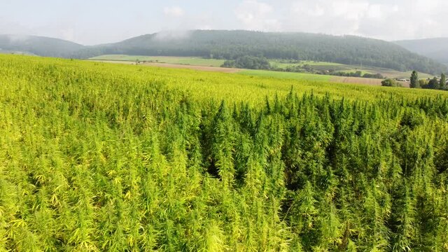 Drohnenvideo, Hanfanbau im Spessart