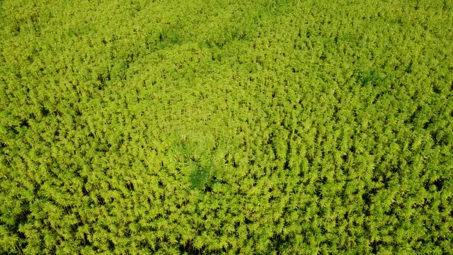 Drohnenvideo, Feld mit Nutzhanf