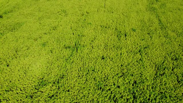 Drohnenvideo, Feld mit Nutzhanf