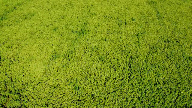 Drohnenvideo, Feld mit Nutzhanf