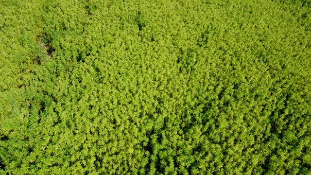 Drohnenvideo, Feld mit Nutzhanf