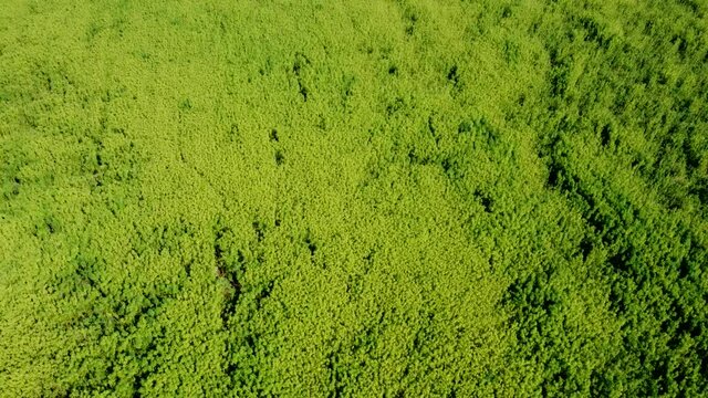 Drohnenvideo, Feld mit Nutzhanf