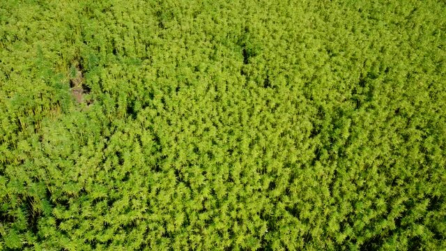 Drohnenvideo, Feld mit Nutzhanf