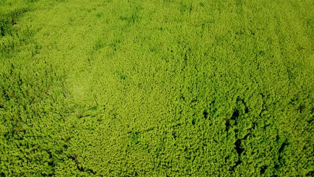 Drohnenvideo, Feld mit Nutzhanf