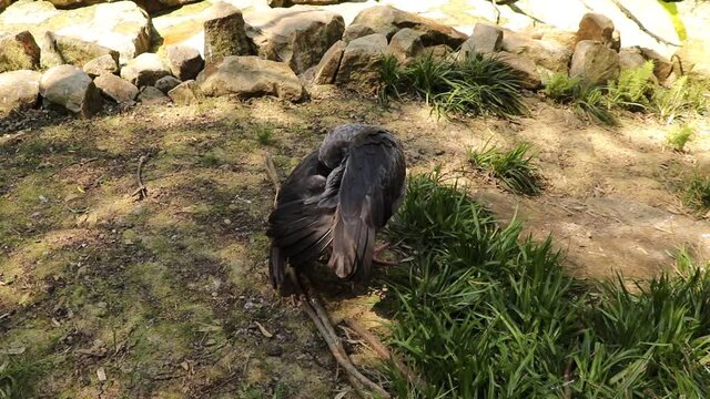 black-and-gray Southern screamer bird cleans its feathers of dust and tries to dust off all the fleas. Chauna torquata daily cleaning. Full HD