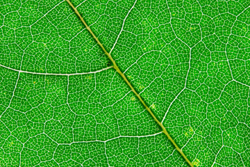 leaves in autumn chlorophyll enlargement
