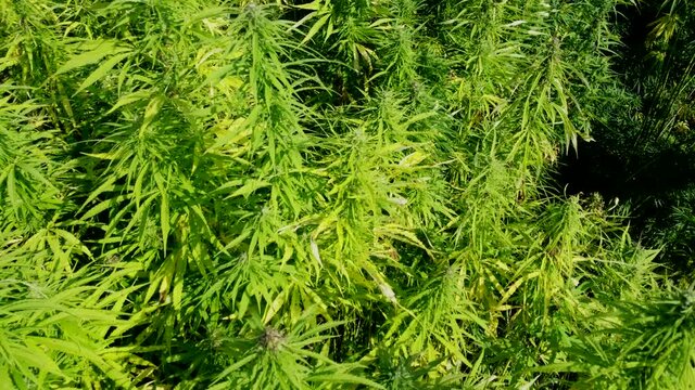 Drohnenvideo, Feld mit Nutzhanf