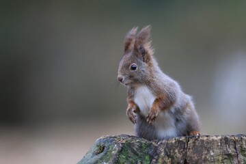 Cute european red squirrel sitting on a tree stump. Wildlife sce wit a squirrel. Sciurus vulgaris
