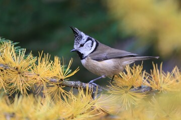 beautiful crested tit sitting on the larch twig.  Bird in the nature habitat, Portrait of Songbird tit with crest. Wildlife scene from fall forest. Autumn in nature. Lophophanes cristatus