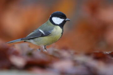 Beautiful portrait of a great tit with autumn background. Wildlife scene with a colorful song bird. Parus major