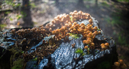 Many small mushrooms grow on a tree stump in the forest. Low point of view in nature landscape. Blurred nature background copy space. Park low focus depth. Ecology environment