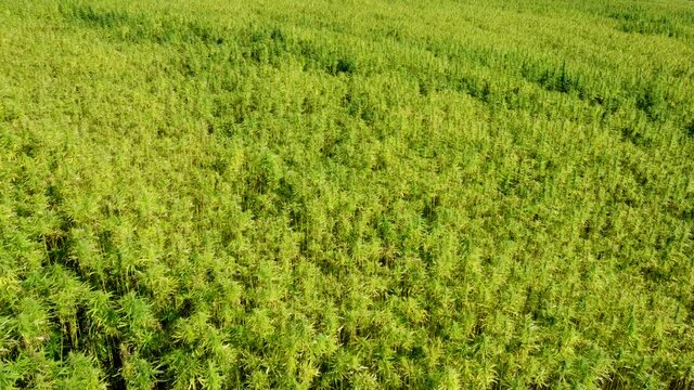 Drohnenvideo, Feld mit Nutzhanf