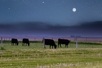 A herd of bulls graze in a meadow landscape on the moon stars night sky background.  Picturesque...