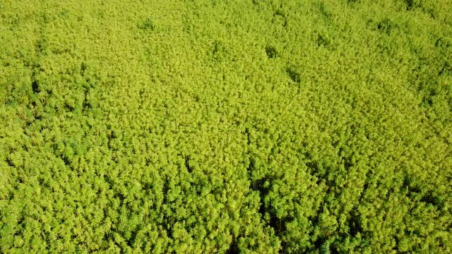 Drohnenvideo, Feld mit Nutzhanf