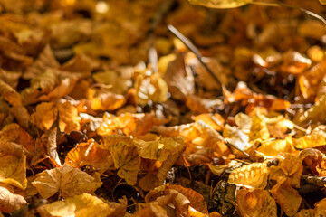 Lush layer of autumn leaves lies on ground. Topic - Indian summer, beauty in nature. Short depth of field