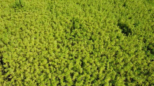 Drohnenvideo, Feld mit Nutzhanf