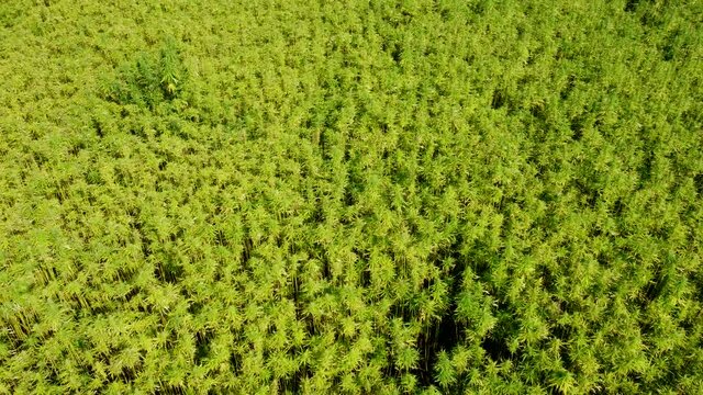 Drohnenvideo, Feld mit Nutzhanf