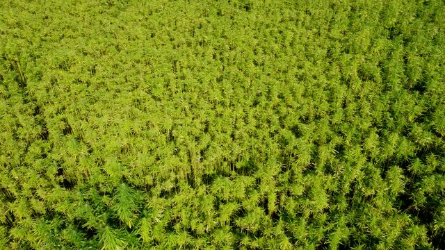 Drohnenvideo, Feld mit Nutzhanf