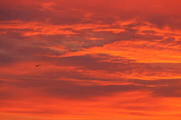 fiery red sunset, a red volumetric sky and a lonely silhouette of a bird, a beautiful red evening landscape