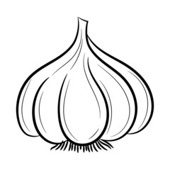 Garlic, with hand drawn outline vector sketch illustration