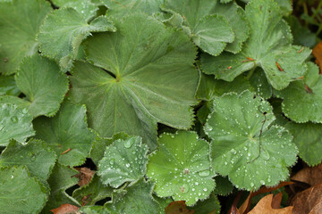 Background of plant leaves 