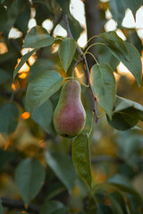 Photo of a ripe pear on a branch.