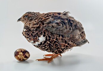 Domesticated quails are important poultry for agriculture industry 