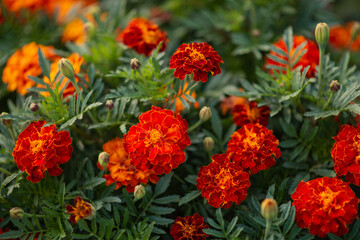 Photo of marigold flowers in the garden.