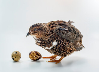 Domesticated quails are important poultry for agriculture industry 