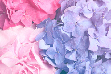 Different beautiful hortensia flowers as background, closeup