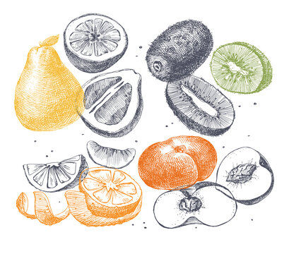 Set of hand-drawn kiwi, peach, orange, pomelo. Citrus and exotic fruits, sliced and whole. Organic food concept. Can be used for your design. Vintage botanical illustration.