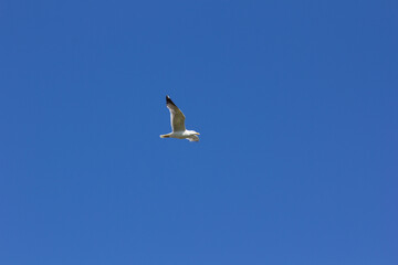 Obraz premium Seagull, bird that is usually at sea.