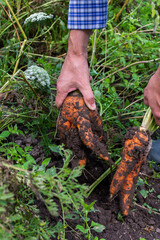 Farmer digs fresh organic carrots with tops from the ground, young raw vegetables from a garden bed