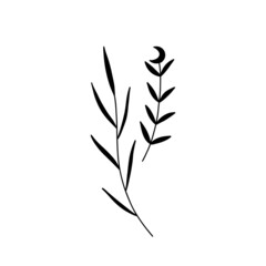 plants and flowers. magic sacred illustration in vintage retro engraving style