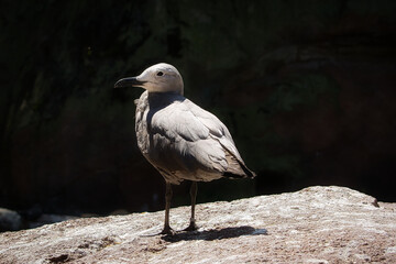 Aufnahme aus dem Tierpark in einem dramatischem Look