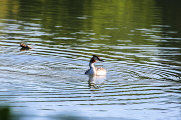 Great crested grebe bird floating on the Danube river