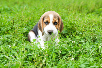 beagle puppy is on the grass in the park 