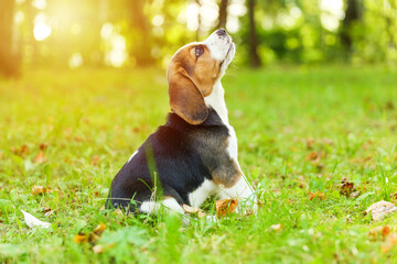 beagle puppy is on the grass in the park 