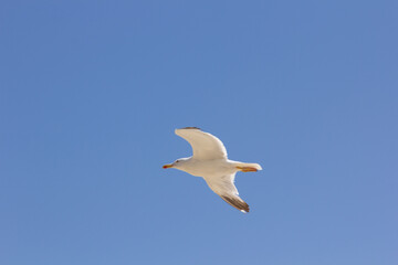 Seagull, bird that is usually at sea.