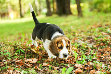 beagle puppy is walking on the grass in the park 