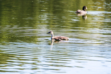 Great crested grebe chicken floating on the Danube river
