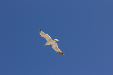 Seagull, bird that is usually at sea.