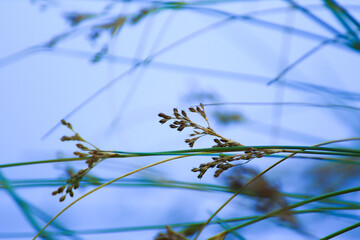 grass and vegetation on blue background