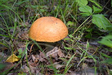 mushroom in the grass