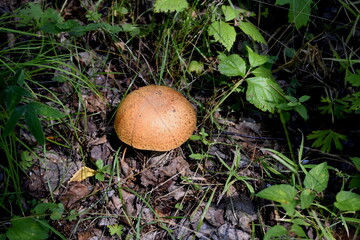 mushroom in the forest