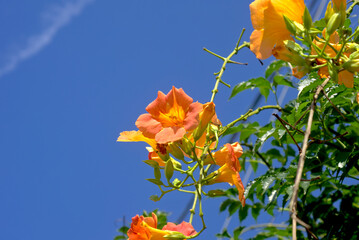 オレンジ色のノウゼンカズラの花