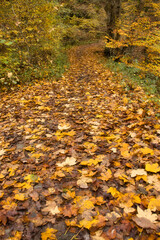 Yellow leaves cover a walking path in the Palatinate Forest of Germany on a fall day.