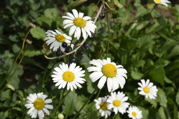 Obraz premium daisies in a garden