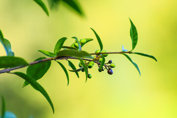Fototapeta premium green vegetation details on green background